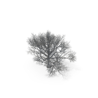 Oak Dry Tree PNG & PSD Images
