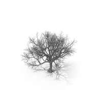 Oak Dry Tree PNG & PSD Images