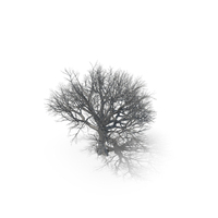 Oak Dry Tree PNG & PSD Images
