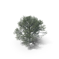 Oak Summer Tree PNG & PSD Images