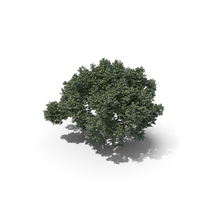 Oak Summer Tree PNG & PSD Images