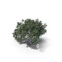 Oak Summer Tree PNG & PSD Images