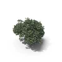 Oak Summer Tree PNG & PSD Images