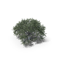 Oak Summer Tree PNG & PSD Images