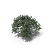 Oak Summer Tree PNG & PSD Images