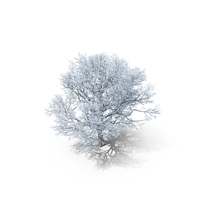 Oak Winter Tree PNG & PSD Images