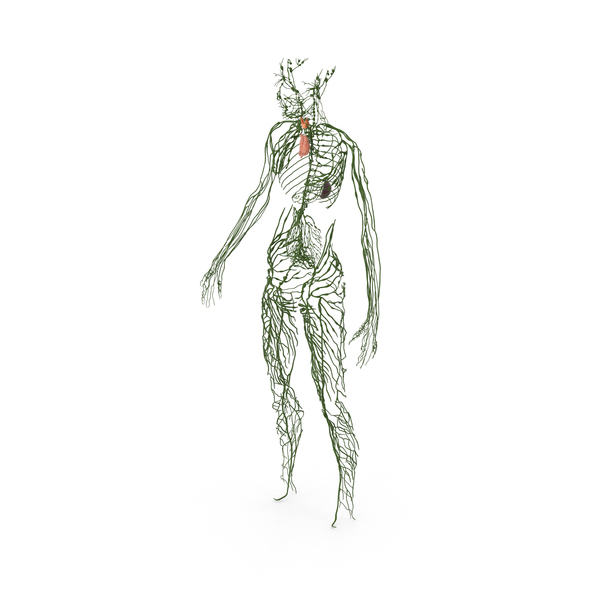 Young Boy Lymphatic System PNG & PSD Images