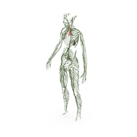 Young Boy Lymphatic System PNG & PSD Images
