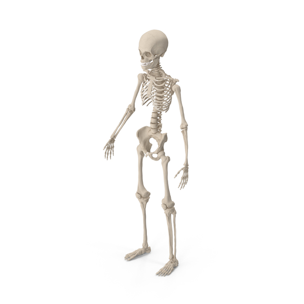 Young Man Skeleton PNG & PSD Images