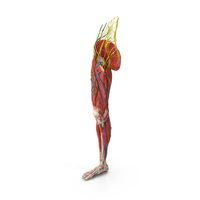 Young Man Anatomy Right Leg PNG & PSD Images