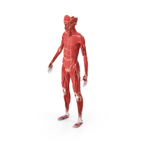 Young Male Muscle System PNG & PSD Images