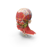 Young Man Anatomy Head PNG & PSD Images