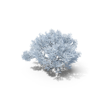 Oak Winter Tree PNG & PSD Images
