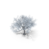Oak Winter Tree PNG & PSD Images
