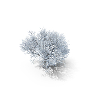 Oak Winter Tree PNG & PSD Images