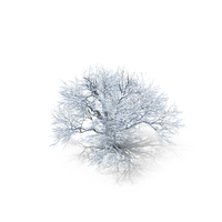 Oak Winter Tree PNG & PSD Images