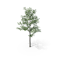 Tree Magnolia Liliflora PNG & PSD Images