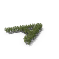 Tree Magnolia Liliflora Letter Placement A PNG & PSD Images