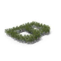 Tree Magnolia Liliflora Letter Placement B PNG & PSD Images