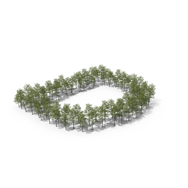 Tree Magnolia Liliflora Letter Placement D PNG & PSD Images