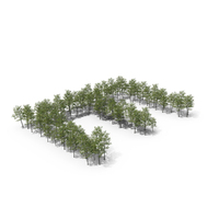 Tree Magnolia Liliflora Letter Placement E PNG & PSD Images