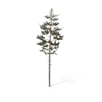 Pine Tree PNG & PSD Images