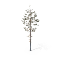 Pine Tree PNG & PSD Images