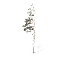 Pine Tree PNG & PSD Images