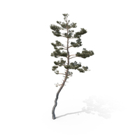 Pine Tree PNG & PSD Images