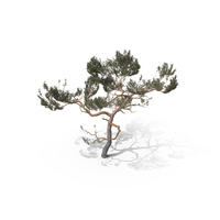 Pine Tree PNG & PSD Images