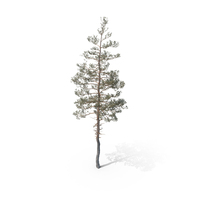 Pine Tree PNG & PSD Images