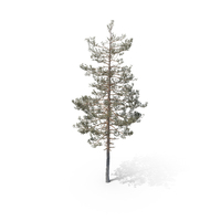 Pine Tree PNG & PSD Images