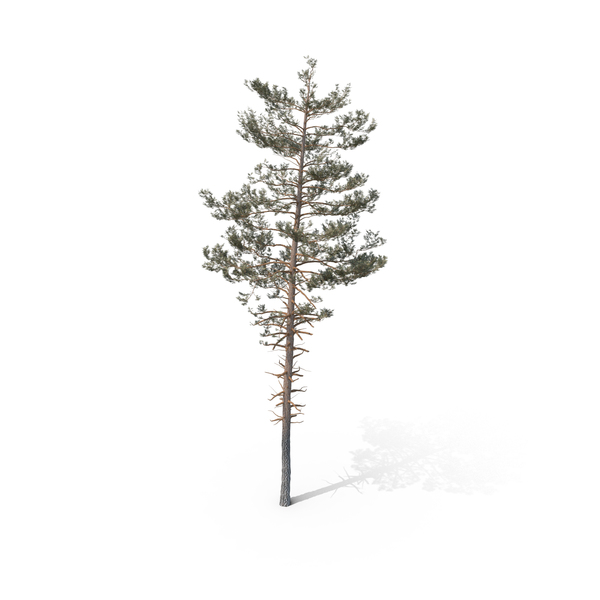 Pine Tree PNG & PSD Images
