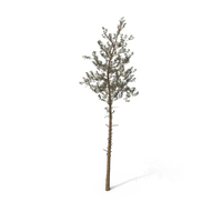 Pine Tree PNG & PSD Images