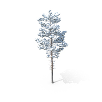 Winter Pine Tree PNG & PSD Images