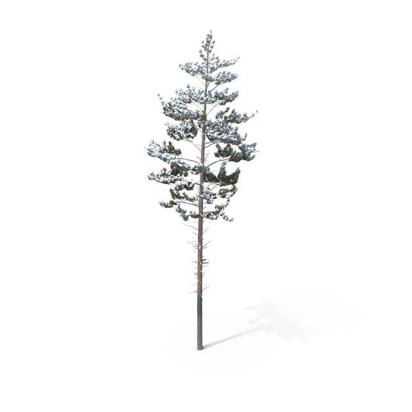 Winter Pine Tree PNG & PSD Images