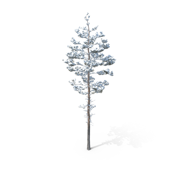 Winter Pine Tree PNG & PSD Images