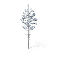 Winter Pine Tree PNG & PSD Images