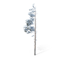 Winter Pine Tree PNG & PSD Images
