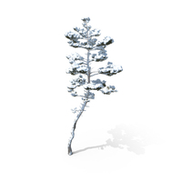 Winter Pine Tree PNG & PSD Images