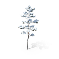 Winter Pine Tree PNG & PSD Images