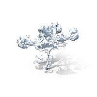 Winter Pine Tree PNG & PSD Images