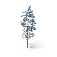 Winter Pine Tree PNG & PSD Images