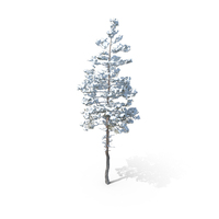 Winter Pine Tree PNG & PSD Images