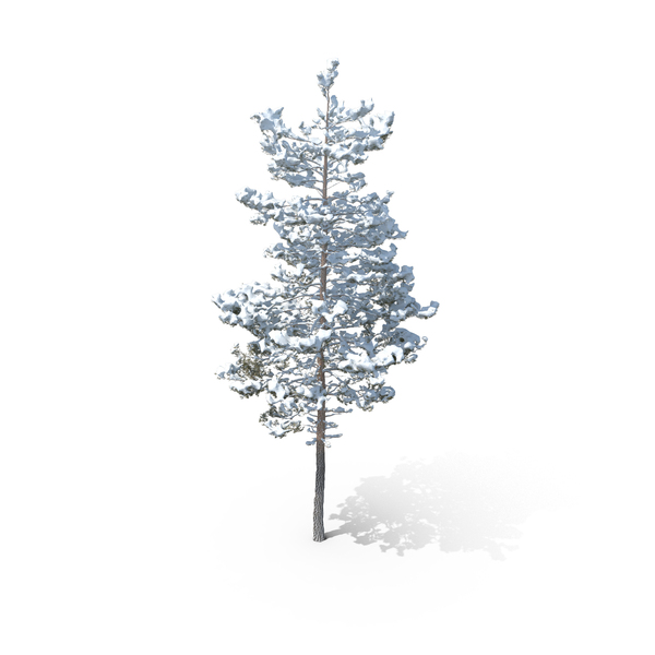 Winter Pine Tree PNG & PSD Images