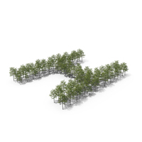 Tree Magnolia Liliflora Letter Placement H PNG & PSD Images