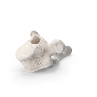 Bear Ursus Thoracic Vertebrae T10 PNG & PSD Images