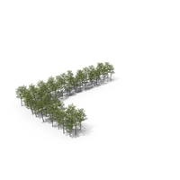 Tree Magnolia Liliflora Letter Placement L PNG & PSD Images