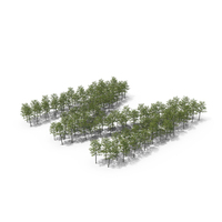 Magnolia Liliiflora Trees Letter M PNG & PSD Images