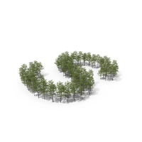 Magnolia Liliiflora Trees Letter S PNG & PSD Images